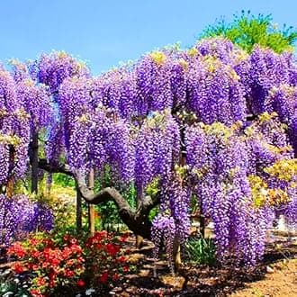 Purple Wisteria Tree Live Plant, Wisteria Vine Live Plant 6 to 12 Inches Tall, Fragrant Wisteria Flowers in Pot
