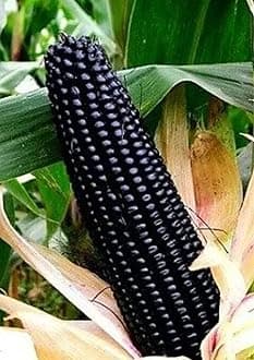 Gebdinsh Garden® Imported Black Sweet Corn Vegetables Seeds For Kitchen Gardening (Pack Of 100 Seeds)