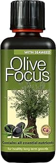 Olive Focus Liquid Fertiliser with Seaweed Concentrated 300ml – Feed for Olive Trees in Pots, Conservatories & Greenhouses – Promotes Long-Term Fertility, Root Health, and Fruit Development