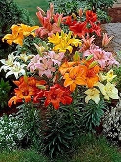 Lilium flower bulbs hybrid, High germination (Pack of 10)