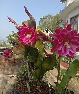 Brahma kamal plant original pink || Night fragrance flower || 1 live plant