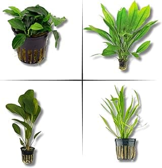 Live Aquarium Plants Bundle - Aquarium Plants Live for Beginners: Anubias, Amazon Sword, Chain Sword - Easy Care Live Plants for Fish Tank