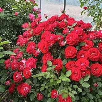 Deep Red Climbing Rose Live Plant, 6 Months Old Starter, Fragrant Purple Climbing Roses for Planting Outdoor, No Pot