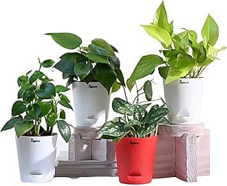 UGAOO Combo of 4 Indoor Live Plants for Home Indoor Garden with Pot - Money Plant Golden, Peperomia Green Creeper Plant, Fittonia Green & Philodendron Oxy Green Plant