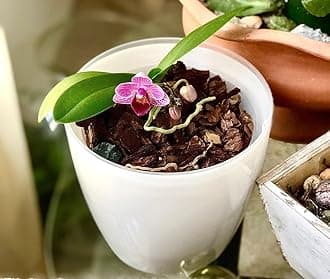 SMEREKA 6-Inch Orchid Pot Set with Drainage Holes - Inner and Outer Pots for Optimal Orchid Growth