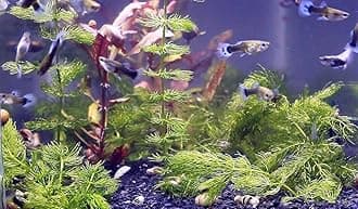 - Aquarium live plants combo pack Pack of 15 plants