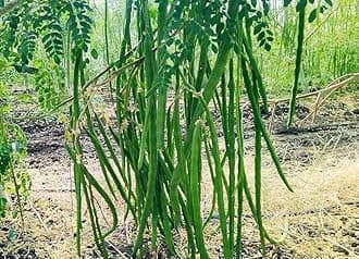 Drumstick plant hybrid 1 live plant