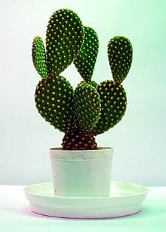 Big planter Cactus Plants For Home Indoor Opuntia Ficus Indica Nagfani Gardening Healthy Plant