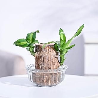 UGAOO Brazilian Wood Live Plant with Glass Bowl | Indoor Live Lucky Brazilian Wood Plant for Living Room, Home, Office, Table, Kitchen & Desk Décor