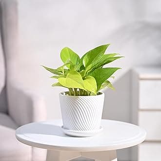 Golden Money Plant Indoor with Spiro ceramic pot (White, Small)