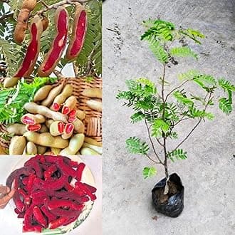 Golden Bloom Thai Grafted Sweet Red Tamarind Plant, Sweet Imli Tree (Height 1-2 FT) Fruit & Tree (In Just Under 1.5-2 Years u Get Fruits)