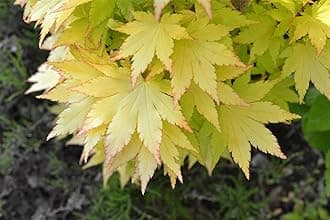 Summer Gold Japanese Maple- Best Gold in Summer - Does not Burn in Full Sun 1 - Year Live Tree