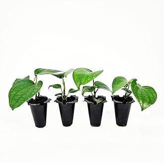 Live Black Pepper Plant Seedlings, Indoor Flowering Vine, 4 Pack, Natural Peppercorn Growing Plants
