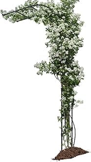 Half Sided Arch Against The Wall Garden Arch Trellis - Garden Arch Arbor Trellis for Climbing Plants Outdoor - Garden Arch Trellis Arbor for Home Yard and Garden（Black）