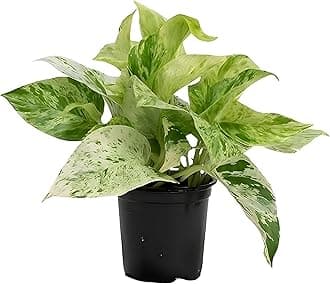 TreeGoo Marble Queen Lucky Money Plant with 4-Inch Black Pot - Easy Care, Air-Purifying Indoor Plant for Home and Office Decor