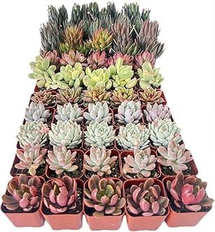 50 Pack Assorted Succulents Plants Live, Including Haworthia Succulents, Rare Home Plants for Indoor House Home Garden Wedding Decor Party Favor