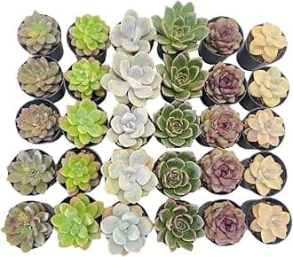 Sprout N Green30 Pack Rosettes Succulents Plants Live, Mini Succulents in 2" Starter Planter with Potting Mix, Rare Plants for Indoor House Home Garden Wedding Decor Party Favor