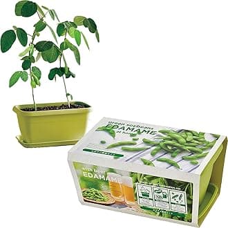 Seishin Ceramics Spring / Autumn Home Garden Easy Cultivation Kit for Growing Edamame Vegetables Cultivation Set (Free Research / Food Education) Pot Approx. 24×15cm ENJOY PLANTER VEGE Mother's Day