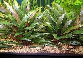 Cryptocoryne Beckettii - Tropical Aquarium Plants - Oxygenating Plant Aquarium, Fish Tank, Live Plants for aquascaping, Tropical Aquatic Plants.
