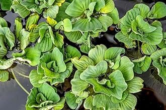 Water lettuce live floating aquarium plants (pack of 9)