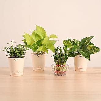 - UGAOO Vastu Plants Combo of 4 Live Plants for Home & Offices - Lucky Bamboo, Money Plant Golden, Money Plant Variegeted, Jade Mini