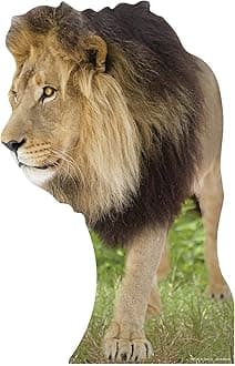 STAR CUTOUTSCut Out of Lion