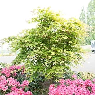 Japanese Maple 'Osakazuki' - Acer Palmatum Tree with Intense Autumn Colours - Slow-Growing, Fiery Shades, and Container-Friendly - 2X 7cm Potted Plants by Thompson & Morgan