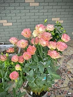 Lisianthus Flower Seeds for Home and Gardening Pack of 40 to 50 seeds (SOFT PINK)