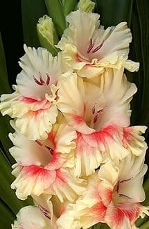 Gladiolus Flower Bulbs All session Imported Vearty for Home and Gardening Pack of 5 bulbs (CREAM)