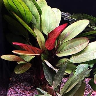 Echinodorus Hadi Red Pearl Bundle Amazon Sword Tropical Live Aquarium Plants Decoration