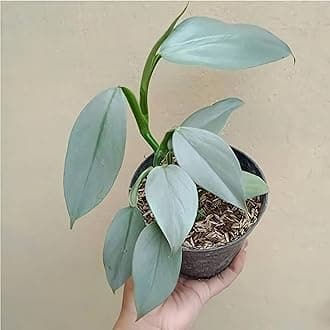 LittleJungle Philodendron Hashtum Silver - Live Plant with 5.5 Inches Grey Decor Pot | Indoor Plants For Home | Live Plants Indoor | Air Purifying Plant | Live Plant With Pot For Home Decor |