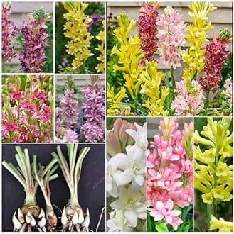 Tube rose flower bulbs (Pack of 8 Mix Multi Color rajnigandha Bulbs)
