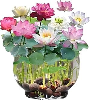 Radiant Rainbow Lotus Flower Seeds,Dwarf Rainbow Lotus Flower Seed, Lotus Seeds for Home Garden Flower Seeds Flower Seeds for Garden Plant Seeds (Pack of 50)