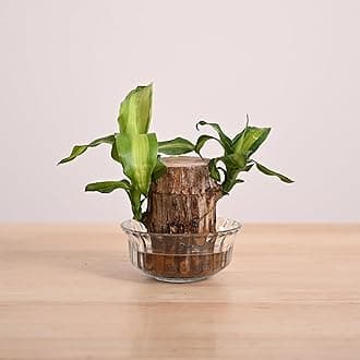 UGAOO Brazilian Wood Live Plant with Glass Bowl | Indoor Live Lucky Brazilian Wood Plant for Living Room, Home, Office, Table, Kitchen & Desk Décor
