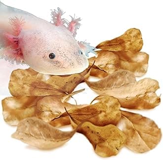 SunGrow 50 Pack Axolotl Indian Almond Leaves for Aquarium, 2-Inches, Catappa Leaf Soothes Pet’s Slime Skin, Aquarium Water Conditioner Leaves Improves Tank Water Quality, Speeds Up Recovery Process