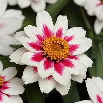 Eden Brothers Zinnia Seeds - Zahara Starlight Rose, Non-GMO Seeds for Planting, Packet | Low-Maintenance Flower Seeds, Plant During Spring, Zones 3, 4, 5, 6, 7, 8, 9, 10