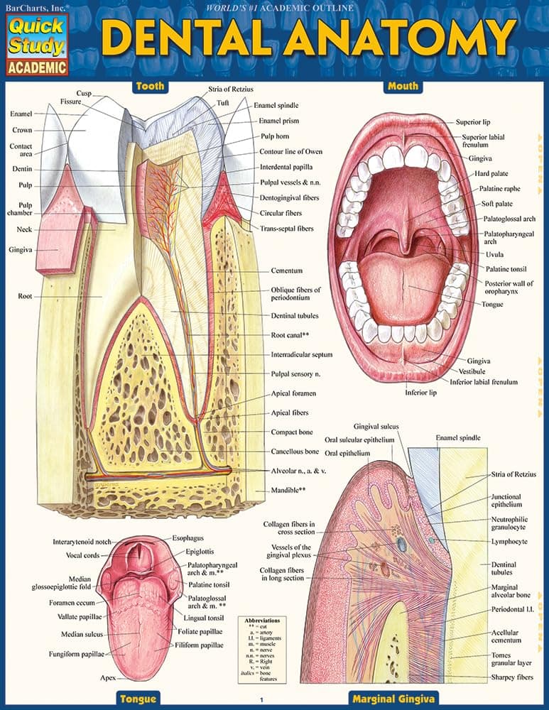 Dental Anatomy (Quick Study Academic) Pamphlet – Student Edition, 1 November 2016