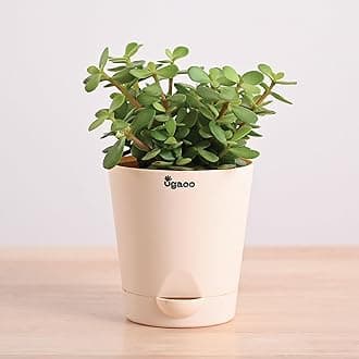 Ugaoo Good Luck Jade Plant with Self Watering Pot