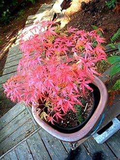 Kamagata Japanese Maple 1 - Year Live Tree