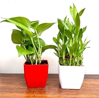 Combo pack of 2 two layer lucky bamboo and money plant | For Living Room or Office table | indoor plants for good luck and air purification
