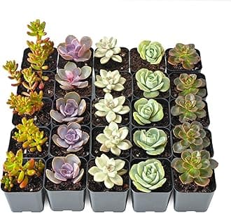 Sprout N Green Live Succulent Plants, 25 Pack Assorted Real Succulents Potted in 2" Starter Pot, Rare Small Plants for Home Garden Outdoor Wedding Decor Party Favor