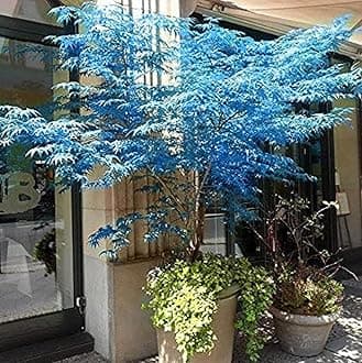 15+Rare Blue Maple Tree Seed Plant for Garden and Patio-Perennial Acer Palmatum Seed Non-GMO