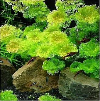 Moss and More - CABOMBA Aquatic Plant | Live Freshwater Aquarium Plant | Oxygenator | Natural Aquascaping | Safe for Fish, Shrimp & Snails