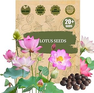 Rare Lotus Seeds for Planting – 20 Non-GMO Nelumbo Nucifera Flower Seeds for Planting - Easy-Sprout Aquatic Lotus Style Blooms for Ponds, Containers & Water Gardens