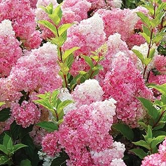 50+Vanilla Strawberry Hydrangea Plants Flower-Geranium Seed for Planting Grow Garden Home