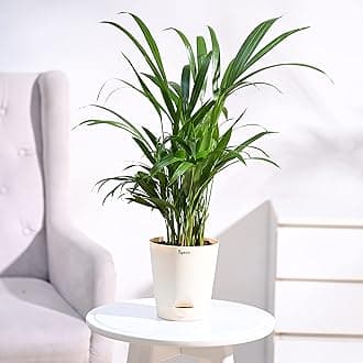 Ugaoo Areca Palm Air Purifier Natural Live Plant