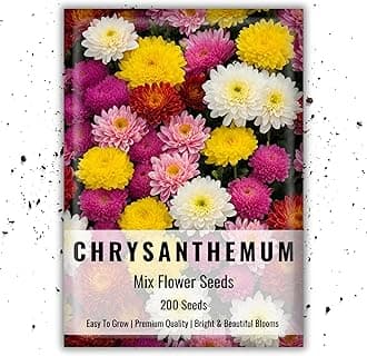 Chrysanthemum Flower Seeds For Planting & gardening| Pack of 200 Flower Seeds (Pack of 1)
