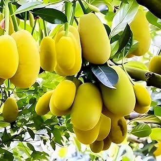 PAJUSDYASI-Helthy Fresh All Time " Green Jack fruit Tree" plant grafted (pack of 1) || For Home Garden FRuit tree plant outdoor plant