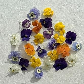 Edible Flowers - Freeze Dried Violas - Multicoloured - 20 Flower Heads - Certified Food Grade (389)