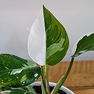 LittleJungle Philodendron White Princess - Live Plant with 5.5 Inches White Decor Pot | Indoor Plants For Home | Office Desk | Live Plants Indoor | Air Purifying Plant | Live Plant For Home Decor |